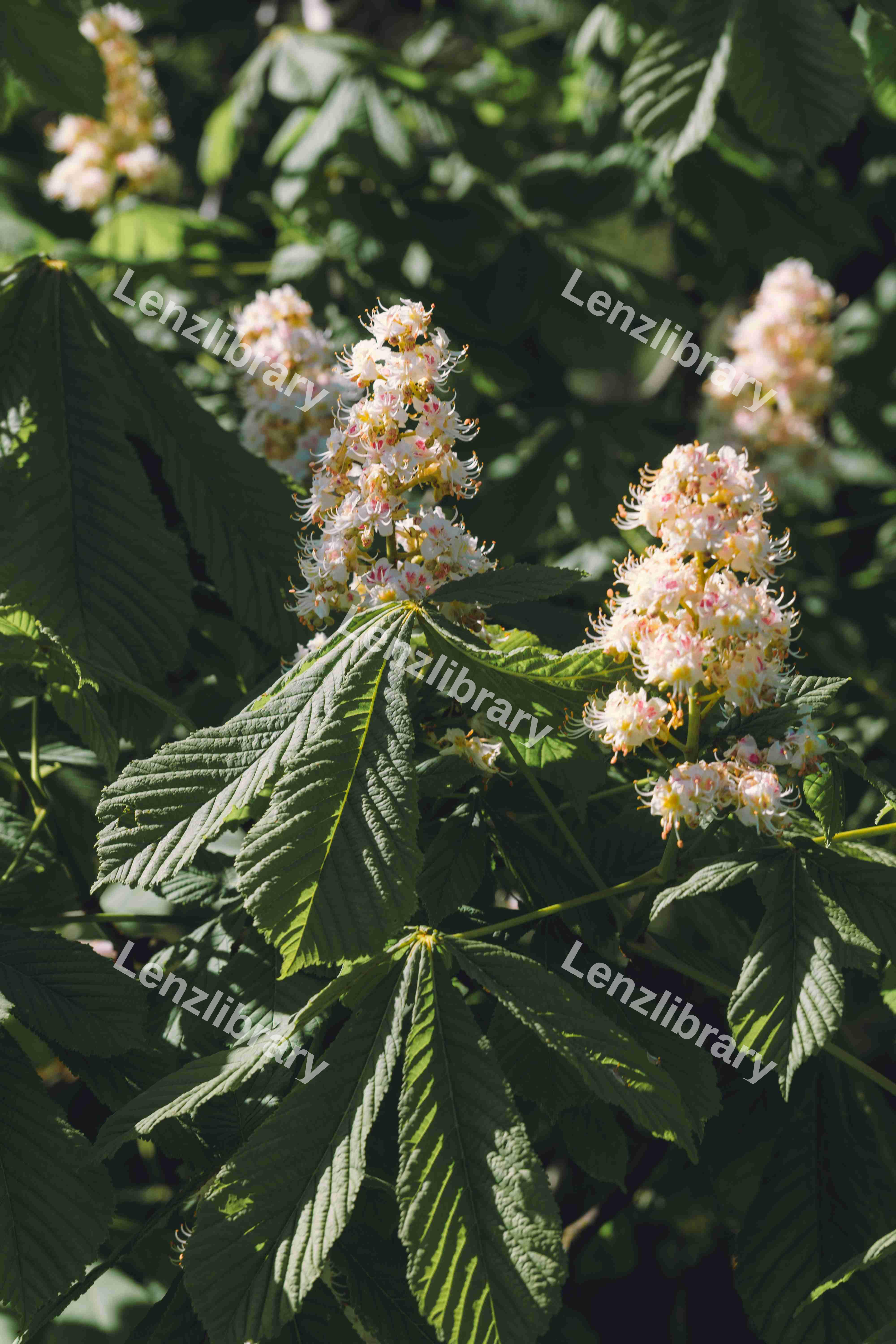 Chestnut Tree In The Spring (Variation)